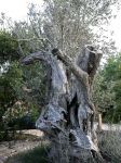 ALTER OLIVENBAUM ALTER OLIVENBAUM