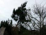 BAUM F?LLT .... BAUM F?LLT ....