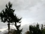 MANN IM BAUM MANN IM BAUM