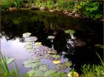 EINE SKURRILIT?T IM TEICH ... EINE SKURRILIT?T IM TEICH ...