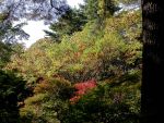 JAPAN - TOKIO - RIKUGI-EN JAPAN - TOKIO - RIKUGI-EN