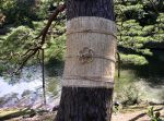 JAPAN - TOKIO - RIKUGI-EN JAPAN - TOKIO - RIKUGI-EN