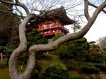 JAPANESE TEA GARDEN 10 JAPANESE TEA GARDEN 10