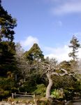 JAPANESE TEA GARDEN 27 JAPANESE TEA GARDEN 27