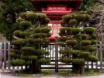 JAPANESE TEA GARDEN 5